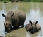 Rhinos in the lake at the Kruger National Park 
